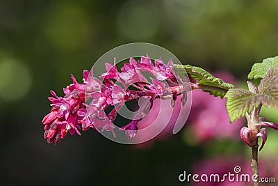 Ribes sanguineum `King edward VII` Stock Photo