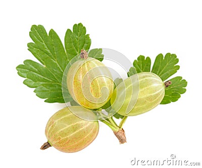 Ribes uva-crispa Stock Photo