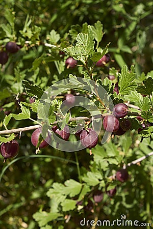 Ribes uva crispa shrub Stock Photo