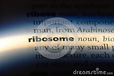 ribosome Stock Photo