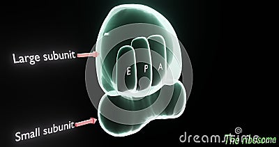The ribosome, tool of translation of mRNA into protein, in 3d illustration Cartoon Illustration