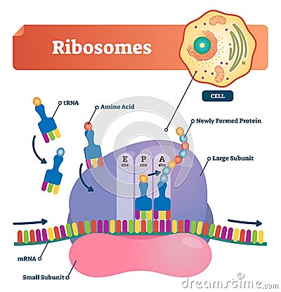 Ribosomes vector illustration. Anatomical and medical labeled scheme. Explained closeup diagram. Vector Illustration