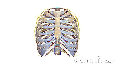 Ribs with blood vessels and nerves anterior view Stock Photo