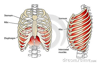 Ribs and diaphragm Vector Illustration