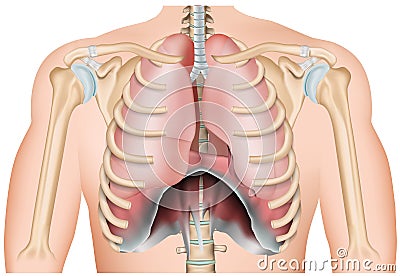 Ribs with diaphragm 3d medical vector illustration isolated on white background Cartoon Illustration