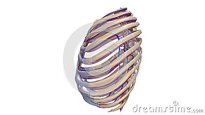 Ribs with Ligments blood vessels lateral view Stock Photo