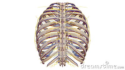 Ribs with Ligments, blood vessels and nerves posterior view Stock Photo