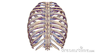 Ribs with Ligments blood vessels posterior view Stock Photo