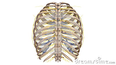 Ribs with Nerves posterior view Stock Photo