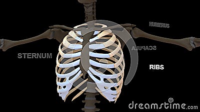 Human Chest bones Ribs or ribcage Stock Photo
