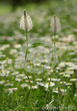 Ribwort Plantain Stock Photo