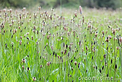 Ribwort Plantain Stock Photo