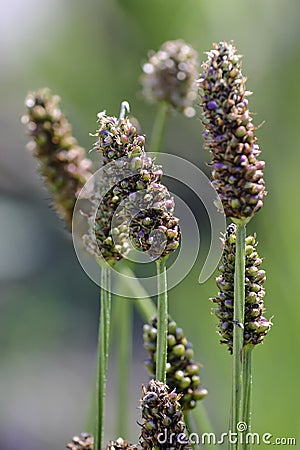 Narrowleaf plantain, Plantago lanceolata, Bavaria, Germany, Europe Stock Photo