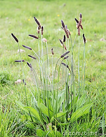 Ribwort Plantain Stock Photo