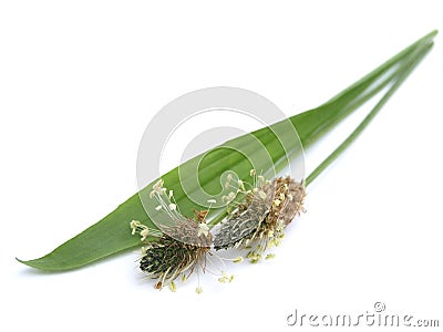 Ribwort plantain Stock Photo