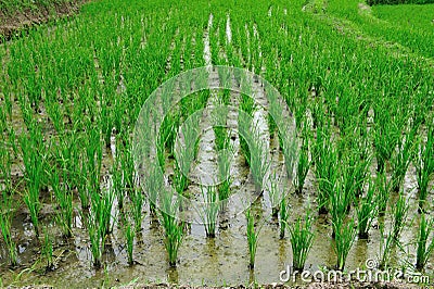 Rice Stock Photo