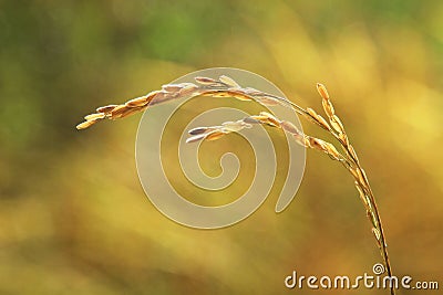 Rice ear Stock Photo