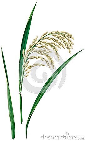 Rice Stock Photo