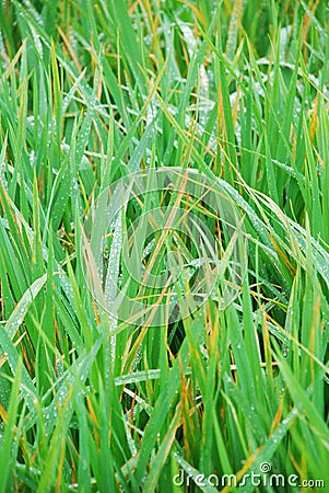 Rice disease, Blight in rice Stock Photo