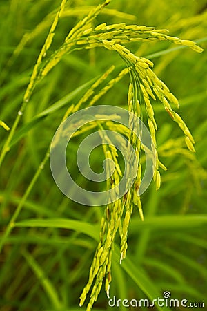 Rice bunch Stock Photo
