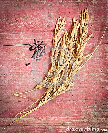 Rice bunch with grain of black rice Stock Photo