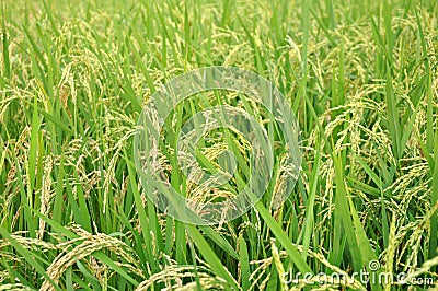 Rice crop Stock Photo