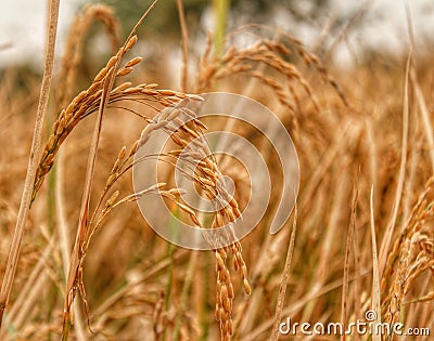Rice crop harvest Stock Photo