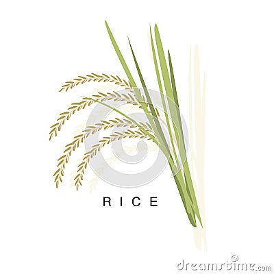 Rice Ear, Infographic Illustration With Realistic Cereal Crop Plant And Its Name Vector Illustration