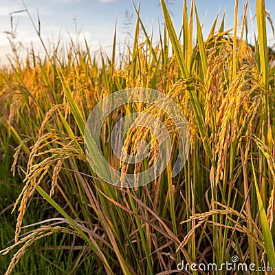 Rice ears hanging down from the stems. Stock Photo