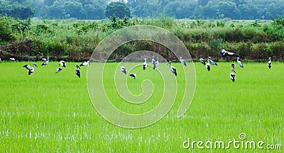 Rice farm in asian Stock Photo