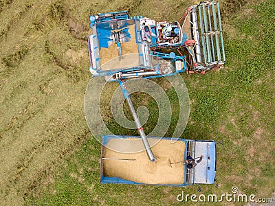 Rice farm on harvesting season by farmer with combine harvesters Editorial Stock Photo