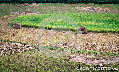 Rice farm in Kengtung Stock Photo