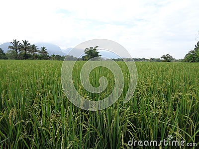Rice farm, agriculture, food farm. Bunch of the rice seed. Stock Photo
