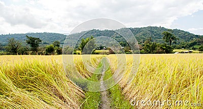 Rice farm Stock Photo