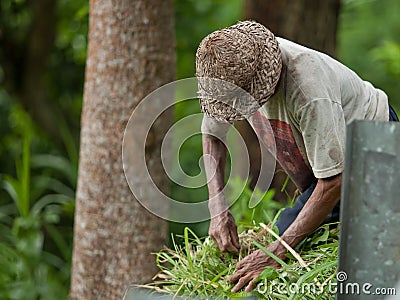 Rice farmer Editorial Stock Photo