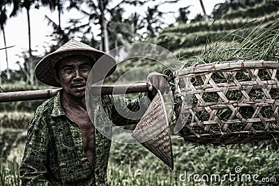 Rice Farmer Bali - Indonesia Editorial Stock Photo