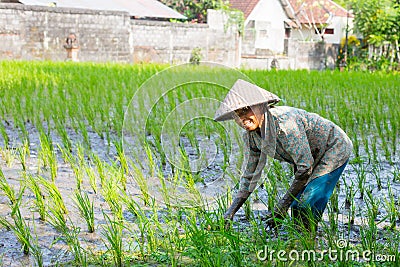 Rice Farmer Near Ubud in Indonesia Editorial Stock Photo