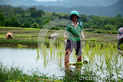 Rice farmers in thailand Editorial Stock Photo