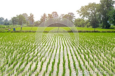 Rice farming of farmers in the provinces countryside of Thailand Stock Photo