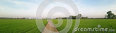 Rice feild panorama photography,take in ayutthaya ,Thailand Stock Photo