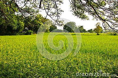 Rice field Stock Photo