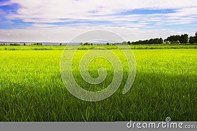 Rice field Stock Photo