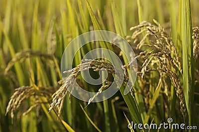 Rice Field Stock Photo