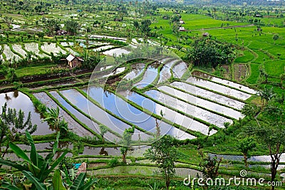 Rice field in Bali Stock Photo