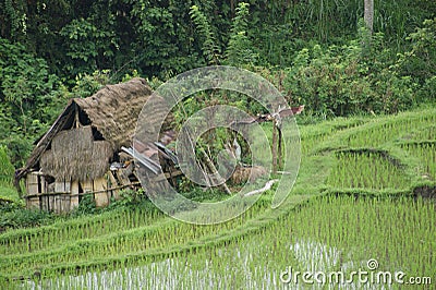 Rice field in Bali, Indonesia Editorial Stock Photo