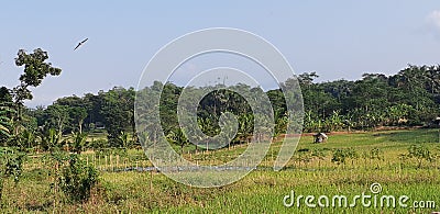 Rice Field; Bird Fly; Trees Stock Photo