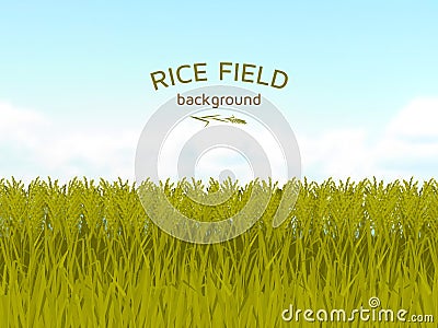 Rice field and blue sky background Vector Illustration