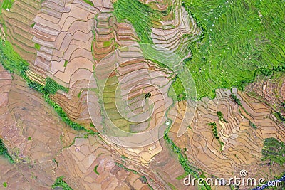 Rice field with brown land and water Stock Photo