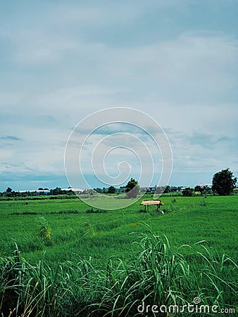 Rice field, contryside of Thailand Stock Photo