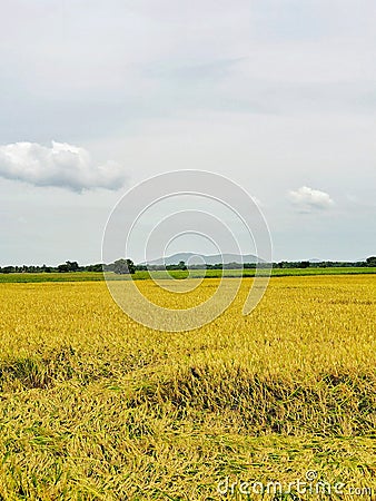 Rice field, contryside of Thailand Stock Photo